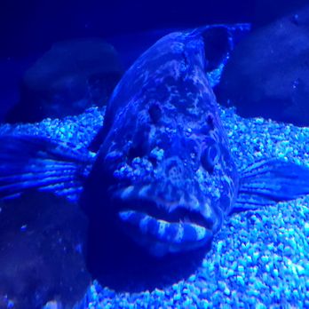 Alaska Sealife Center - Tours Near Me - Seward, Alaska