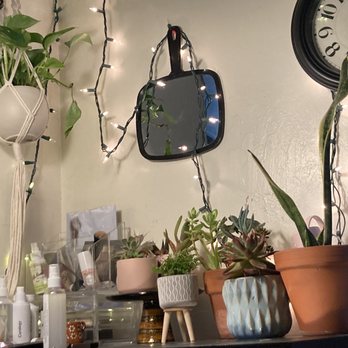 Plant Terra - The tiny fern and the hanging plant are new additions to my corner - Nurseries & Gardening Near Me - Hayward, California