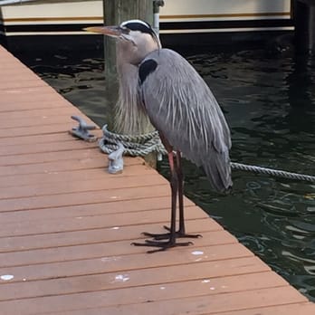 Casey Key Fish House - Heron - Seafood Near Me - Osprey, Florida