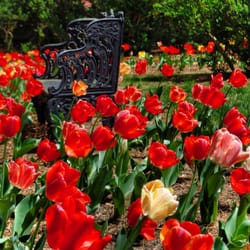 Oak Hill & The Martha Berry Museum - Tulips in the Formal Garden