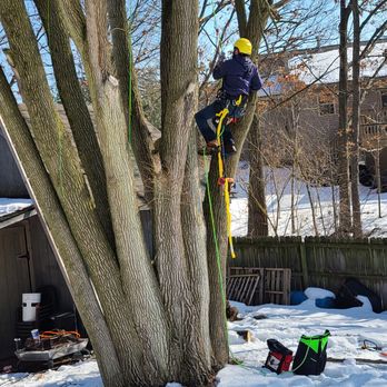 Overhaul Tree Service - SRT climb to get in the tree safely. - Tree Services Near Me Overhaul Tree Service - SRT climb to get in the tree safely. - Tree Services Near Me