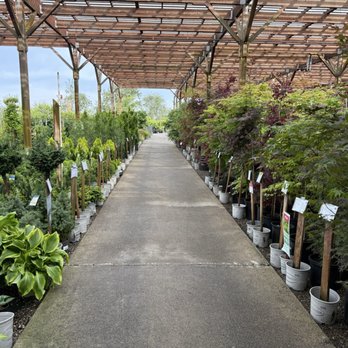 Green Acres Nursery & Supply - Trees and shrubs in their nursery. - Nurseries & Gardening Near Me - Folsom, California Green Acres Nursery & Supply - Trees and shrubs in their nursery. - Nurseries & Gardening Near Me - Folsom, California