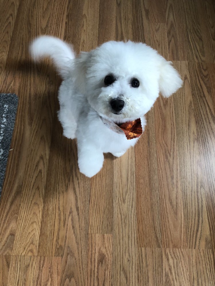 ALL FUR LOVE 11 Photos & 20 Reviews Pet Groomers 126 Main St