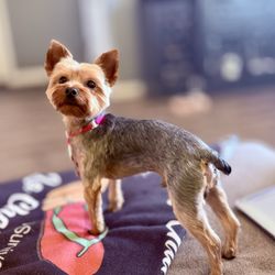 Woof Gang Bakery & Grooming - #MichoRizzo Groomed by A. Ramos