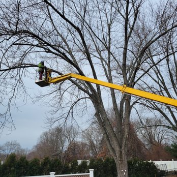 G's Friendly Tree Service - Awesome job!!!! - Tree Services Near Me - Manchester, Connecticut G's Friendly Tree Service - Awesome job!!!! - Tree Services Near Me - Manchester, Connecticut