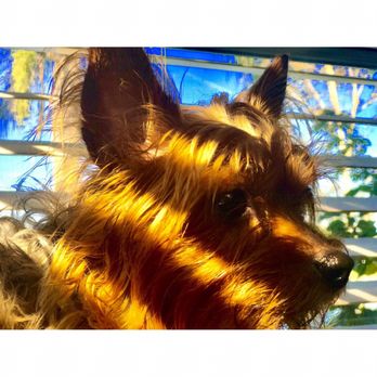 Pet Street Veterinary Care Center - My dog Wrigley! - Veterinarians Near Me - Ormond Beach, Florida