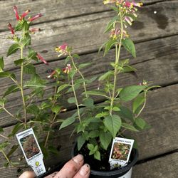 Treasure Gardens - Plants