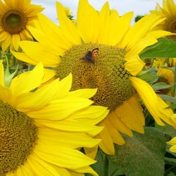 Sonnenblume