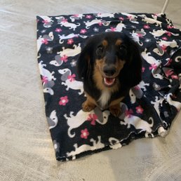 Sasha at On Spot Pet Styling right after her Grooming she absolutely loves it here! Sasha at On Spot Pet Styling right after her Grooming she absolutely loves it here!