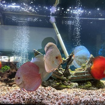 Aqua Life Aquarium - Aquarium Services Near Me - Rocklin, California