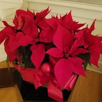 LaVassar Florists - Beautiful Double Poinsettia - Florists Near Me - Seattle, Washington LaVassar Florists - Beautiful Double Poinsettia - Florists Near Me - Seattle, Washington