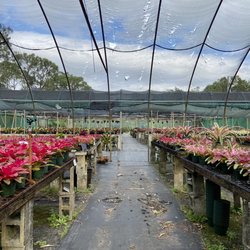 Bonita Bromeliads