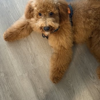 21 Pooch - Pet Groomers Near Me - Los Angeles, California 21 Pooch - Pet Groomers Near Me - Los Angeles, California