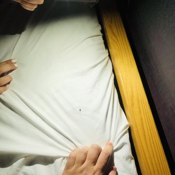 Great Wolf Lodge - Bed bug - Resorts Near Me - Williamsburg, Virginia