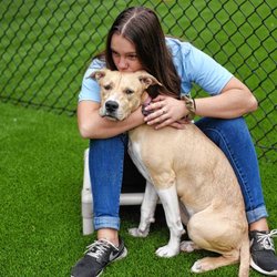 Wagging Tails Pet Resort - Rachael and Nomie Photo courtesy of The Daily Hampshire Gazette