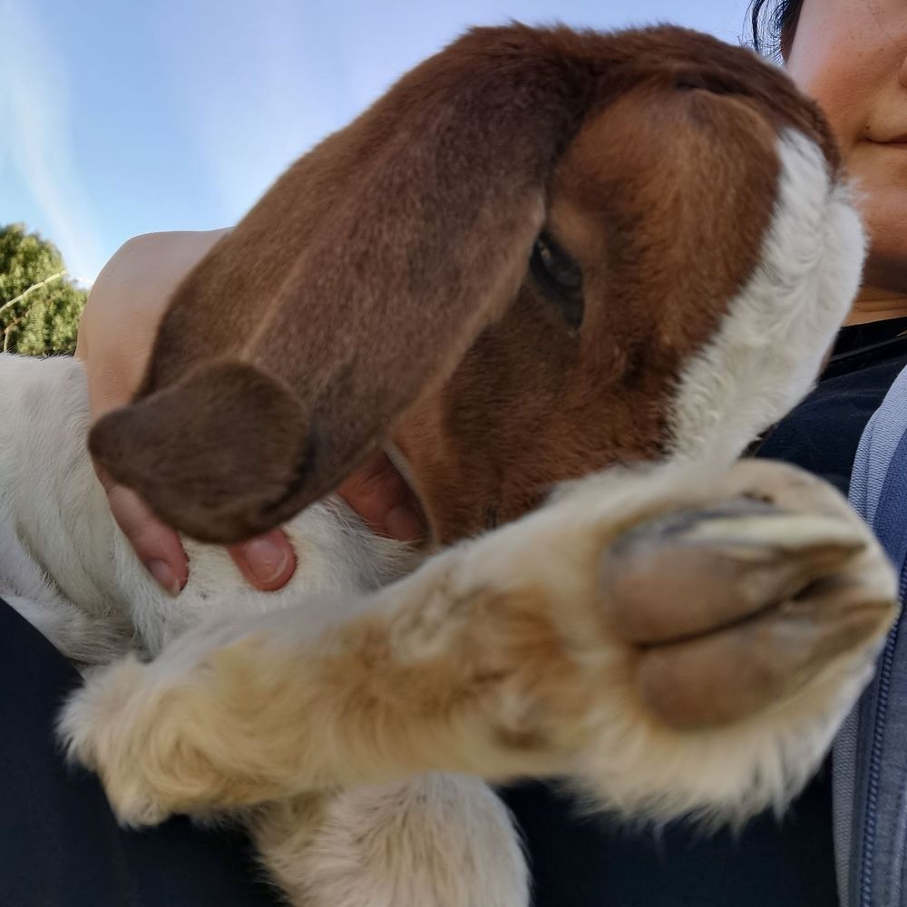 Back-to-Eden Ranch - 9 days old baby goat - Attraction Farms Near Me - Gilroy, California Back-to-Eden Ranch - 9 days old baby goat - Attraction Farms Near Me - Gilroy, California