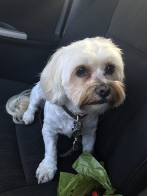 alex the happy dog grooming