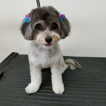 Happy Pet Grooming - Pet Groomers Near Me - Anaheim, California