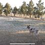 Photo of Leash and Collar Pet Care