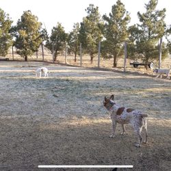 Leash and Collar Pet Care - Dog heaven!