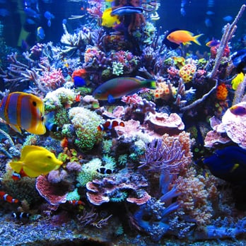 Gulf Coast Aquarium Pet S 469 Harrison Ave Panama City Gulf Coast Aquarium Pet S 469