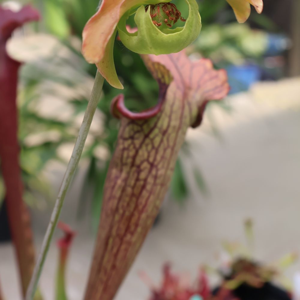 Scott's Nursery, Ltd. - I never knew carnivorous plants flowered and it's so weird! - Nurseries & Gardening Near Me - Lincoln, New Brunswick