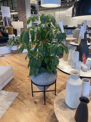 west elm by null