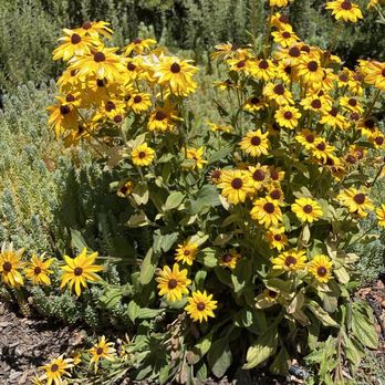 123 Farm - Sunflowers by gift shop - Farmers Market Near Me - Cherry Valley, California