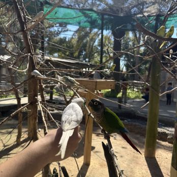 Zoo World - Sun conure and budgie in the budgie exhibit. - Zoos Near Me - Panama City Beach, Florida Zoo World - Sun conure and budgie in the budgie exhibit. - Zoos Near Me - Panama City Beach, Florida