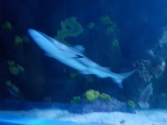 Sea Life Scheveningen by null