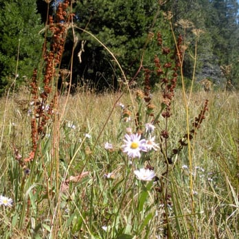 Redwood Meadow Campground - Campgrounds Near Me - Springville, California Redwood Meadow Campground - Campgrounds Near Me - Springville, California