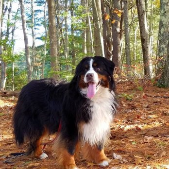 Mermac Kennel - Pet Breeders Near Me