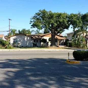 Tiptop Shamrock Arborist - Nicely trimmed - Tree Services Near Me
