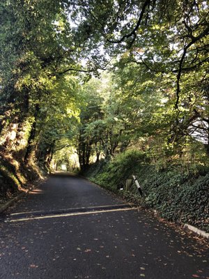 The Dark Hedges by null