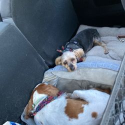 Love's Travel Stop - Happy dogs