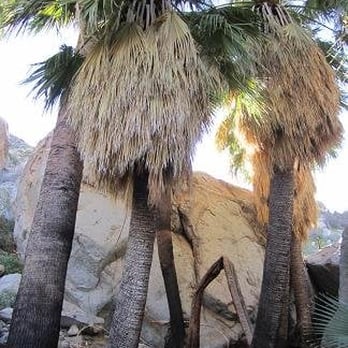 Hellhole Canyon - Palm oasis - Hiking Near Me - Borrego Springs, California Hellhole Canyon - Palm oasis - Hiking Near Me - Borrego Springs, California