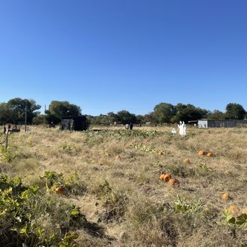 River K Pumpkin Patch & Corn Maze - Pumpkin Patch - Pumpkin Patches Near Me - Paso Robles, California