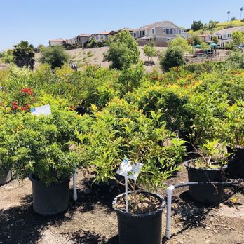 Briggs Nursery & Tree - Plants - Nurseries & Gardening Near Me - Vista, California