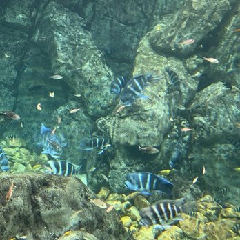 Georgia Aquarium - Aquariums Near Me - Atlanta, Georgia Georgia Aquarium - Aquariums Near Me - Atlanta, Georgia