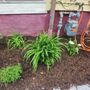 Photo of Your Garden Curator