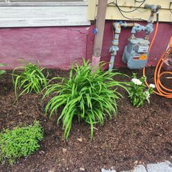Your Garden Curator