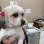 All Tails Pet Grooming