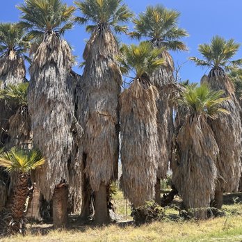 Agua Caliente Park - Lake - Parks Near Me - Tucson, Arizona