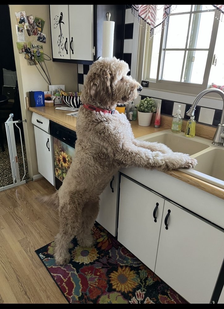 TWIN MAPLES VETERINARY HOSPITAL Updated October 2024 12 Photos & 18 Reviews 3646