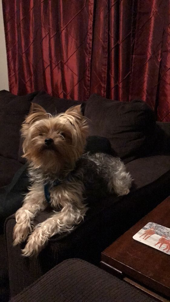 CRISTY’S YORKIES Updated July 2024 18 Photos Memphis, Tennessee Pet Breeders Phone