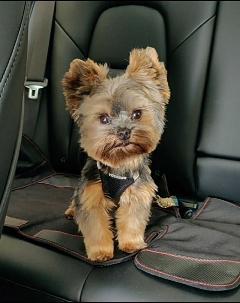 ANDY’S PET GROOMING EAGLE ROCK 362 Photos & 487 Reviews 1741