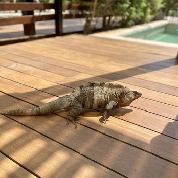 Finest Playa Mujeres - Iguana - Resorts Near Me - Cancún, ROO