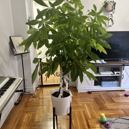 Money tree Money tree