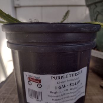 Little Red Wagon Native Nursery - Moist to drought tolerate.. not doing well. Brown spot on leaves that break with a good breeze. Moved it around, no happy place to plant. - Gift Shops Near Me - Tampa, Florida Little Red Wagon Native Nursery - Moist to drought tolerate.. not doing well. Brown spot on leaves that break with a good breeze. Moved it around, no happy place to plant. - Gift Shops Near Me - Tampa, Florida