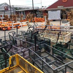 Schuster's Pumpkin Patch